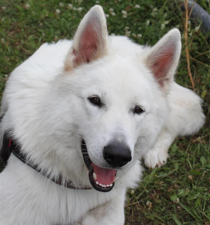 Hvid schæfer eddie billede 11