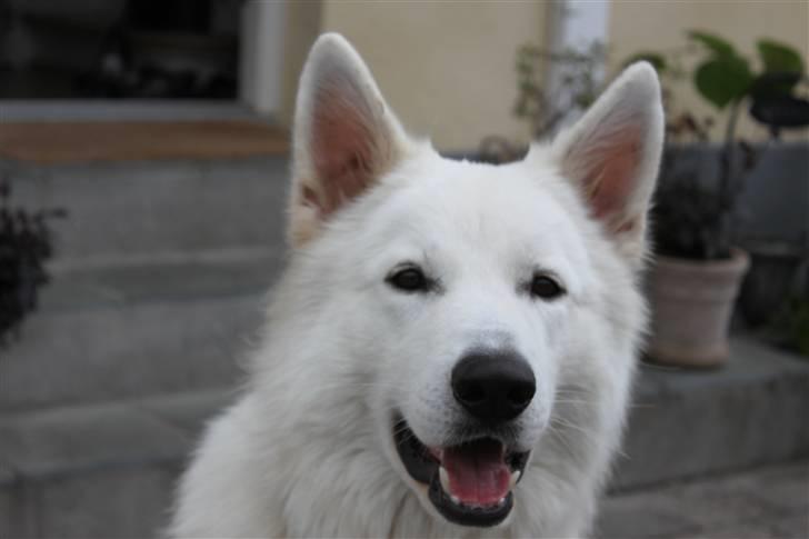 Hvid schæfer eddie billede 12