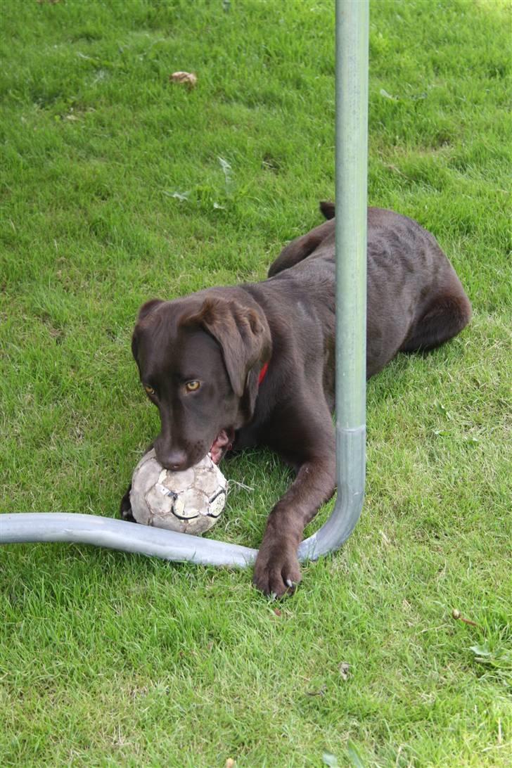 Labrador retriever Molly  billede 9