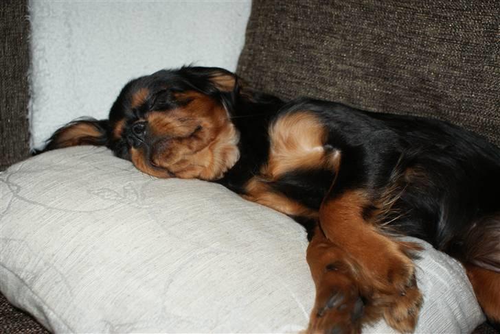 Cavalier king charles spaniel Bailey billede 6