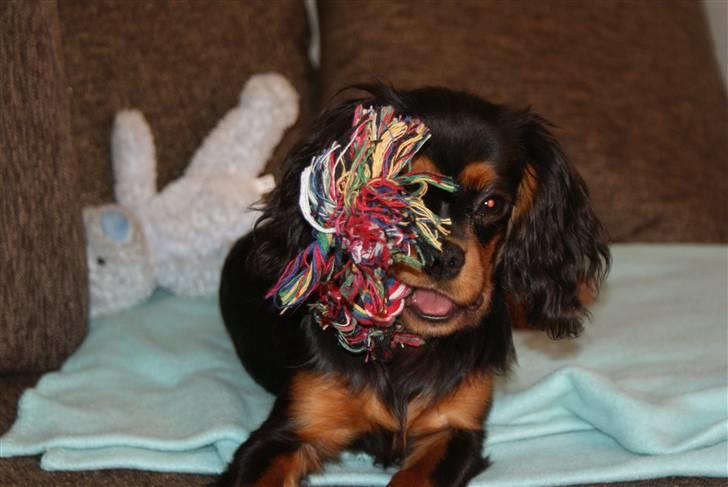 Cavalier king charles spaniel Bailey billede 7