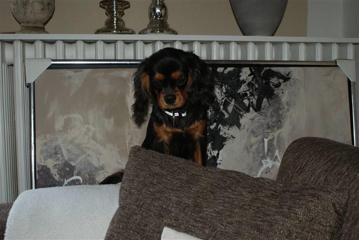 Cavalier king charles spaniel Bailey billede 8