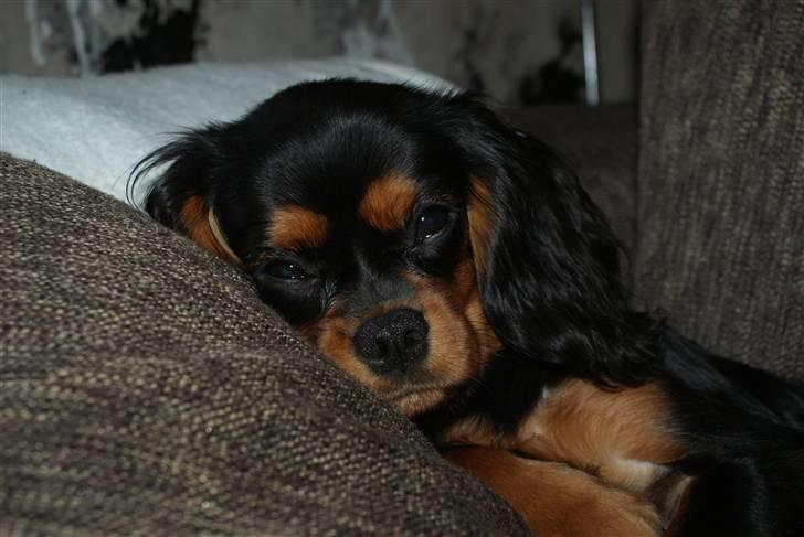 Cavalier king charles spaniel Bailey billede 9