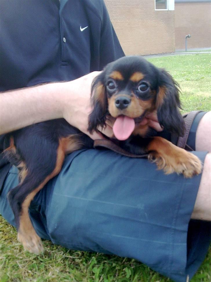Cavalier king charles spaniel Bailey billede 10