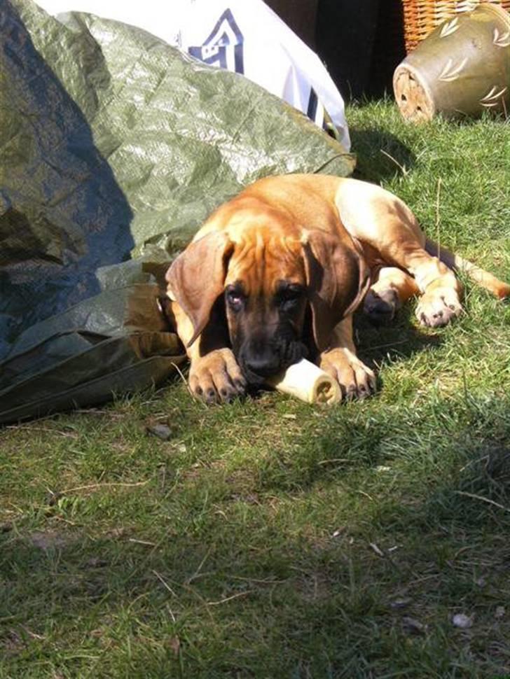 Grand danois Odin billede 15