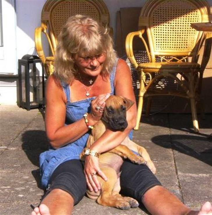 Grand danois Odin billede 16