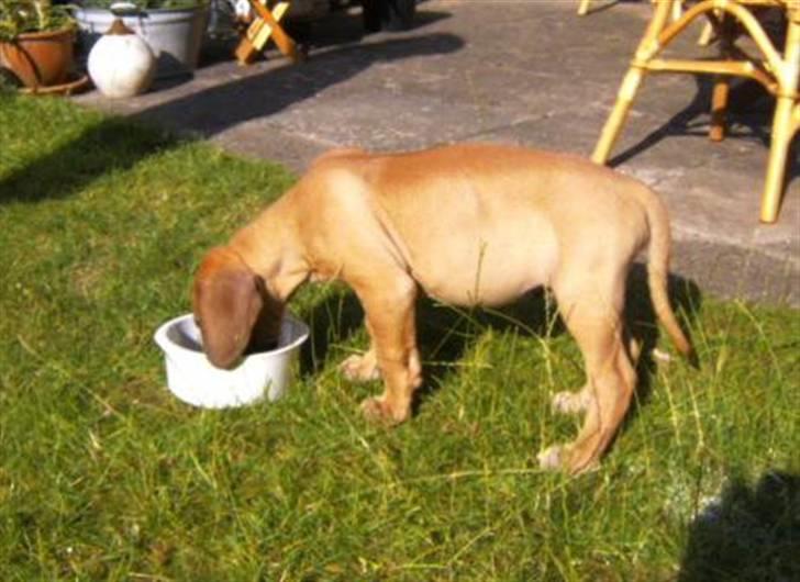 Grand danois Odin billede 17