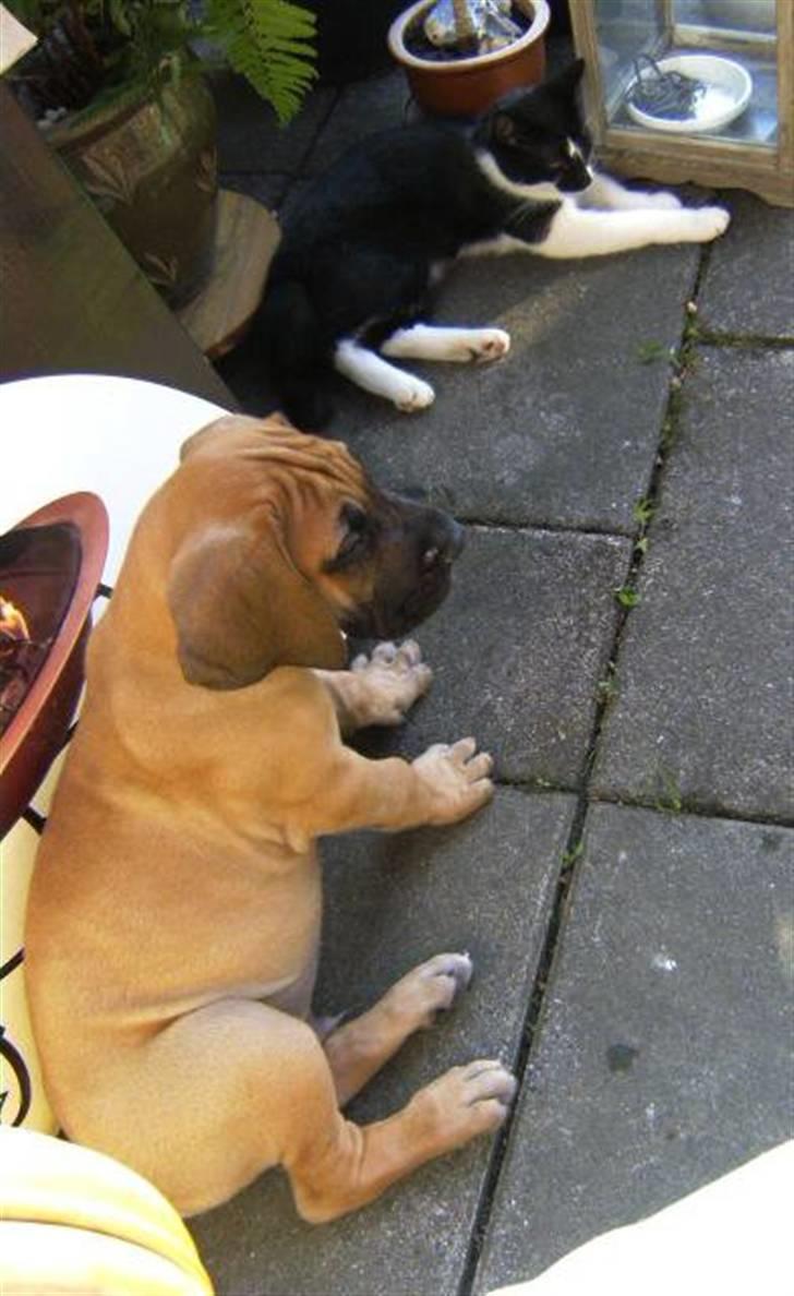 Grand danois Odin billede 18