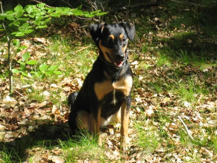 Blanding af racer sita billede 6