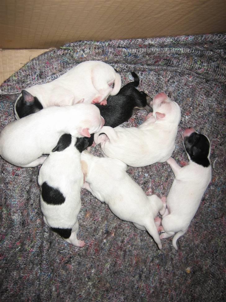 Blanding af racer sita billede 7