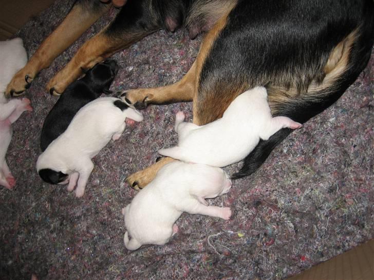 Blanding af racer sita billede 8