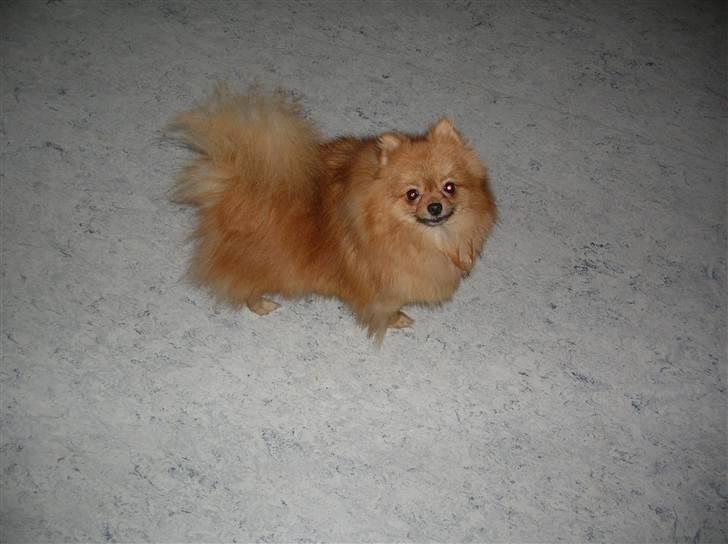 Pomeranian Topsys Cleo - Cleos smukke mor Red Hawk billede 5
