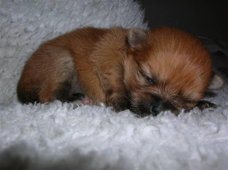 Pomeranian Topsys Cleo - Cleo billede 6