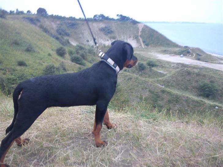 Rottweiler Zakoda Evita Aka Pølse  - Fiona ved Klint strand d.5.8-10 billede 9