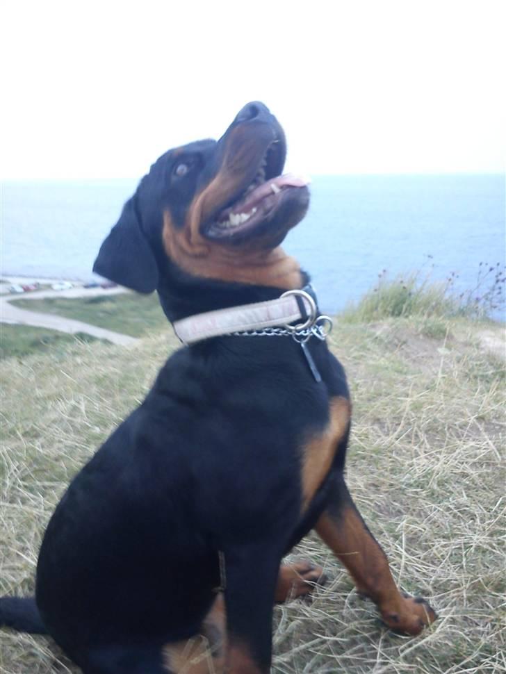 Rottweiler Zakoda Evita Aka Pølse  - Fiona ved Klint strand d.5.8-10 billede 10