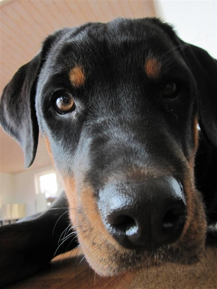 Rottweiler Zakoda Evita Aka Pølse  - Hallooooo billede 11