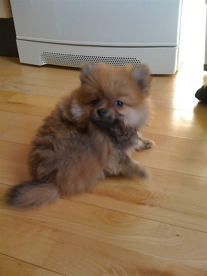 Pomeranian Topsys Cleo - Cleo 8 uger og lige kommet "hjem" billede 8