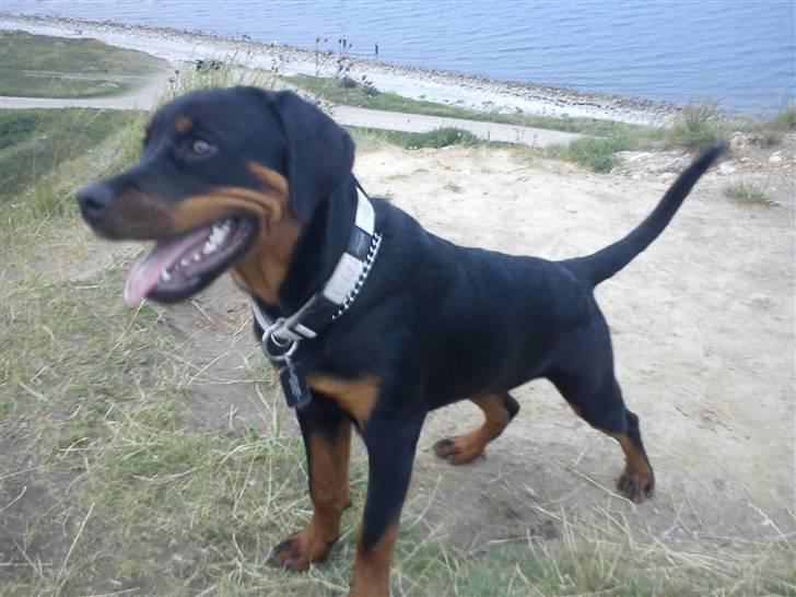 Rottweiler Zakoda Evita Aka Pølse  - Fiona ved Klint strand d.5.8-10 billede 12