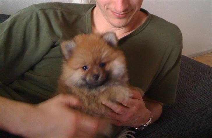Pomeranian Topsys Cleo - Cleo 8 uger og lige kommet "hjem" - her med far :) billede 9