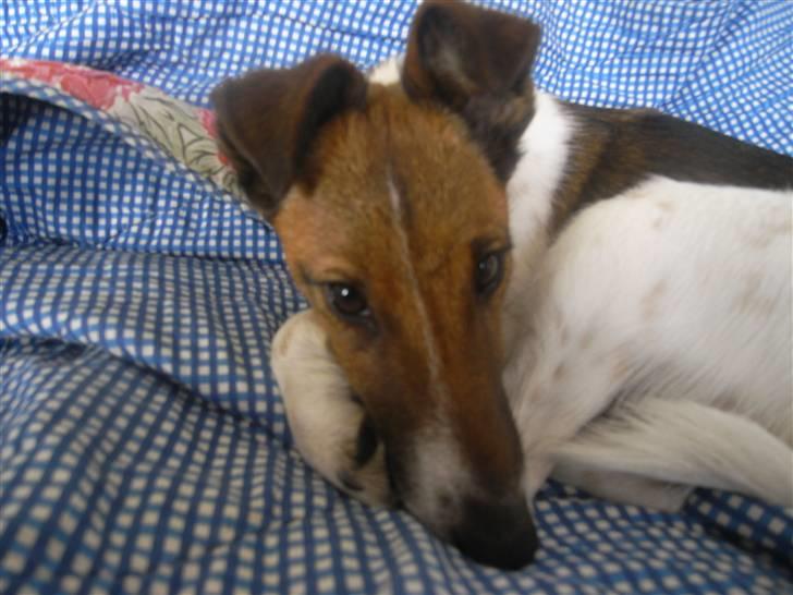Glathåret foxterrier candy - man ligger rigtig godt her billede 1