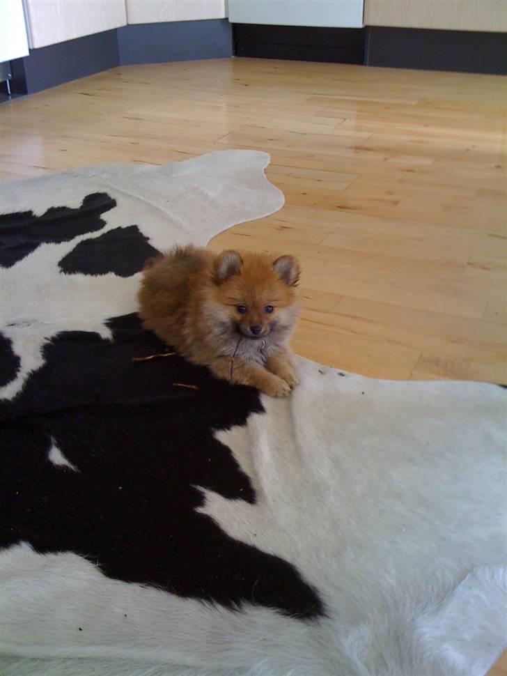 Pomeranian Topsys Cleo billede 10