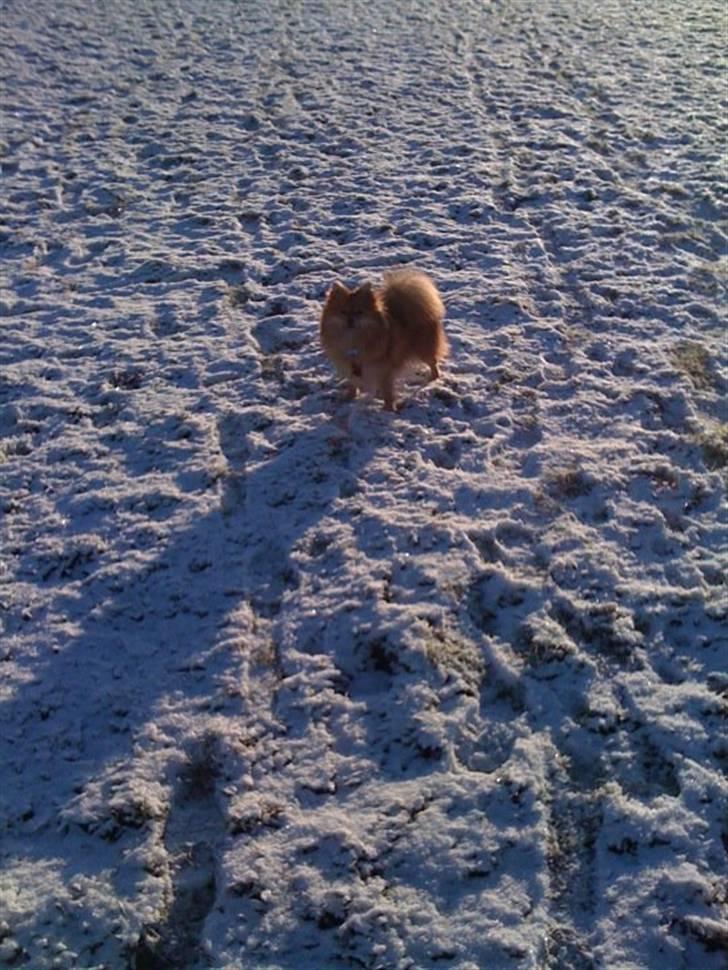 Pomeranian Topsys Cleo - 11 mdr billede 12