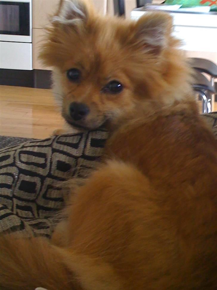 Pomeranian Topsys Cleo billede 13