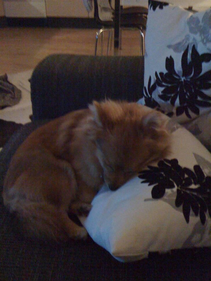 Pomeranian Topsys Cleo - "Sikke en hård dag det har været.. Zzzz" billede 14