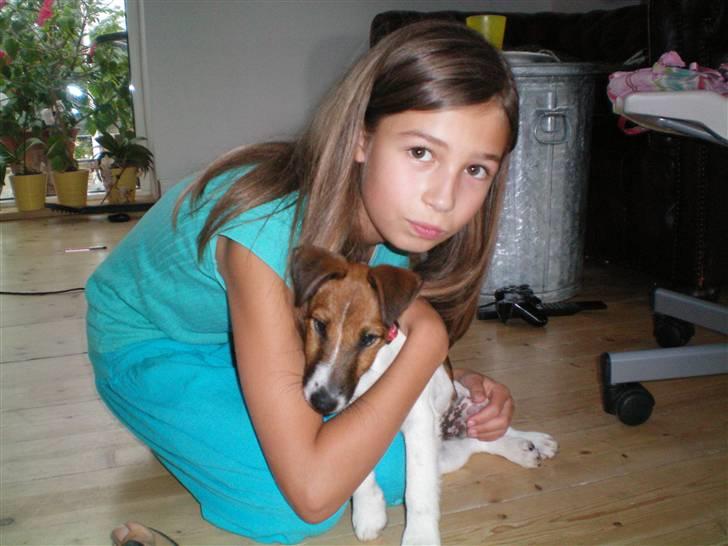 Glathåret foxterrier candy - er jeg ikke bare nuttet billede 2