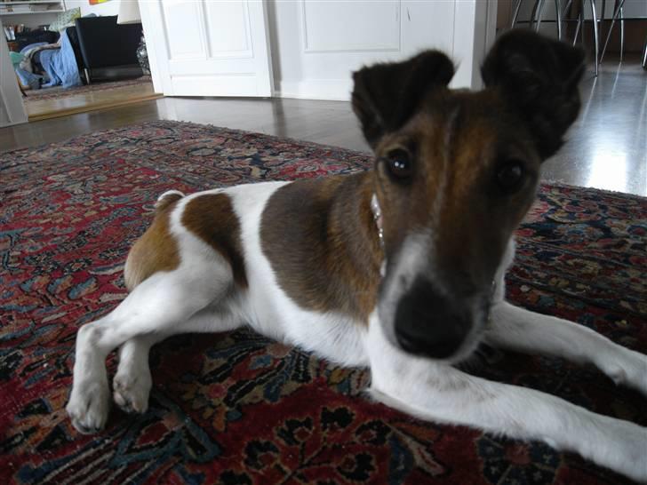 Glathåret foxterrier candy - hvem er du ? billede 3