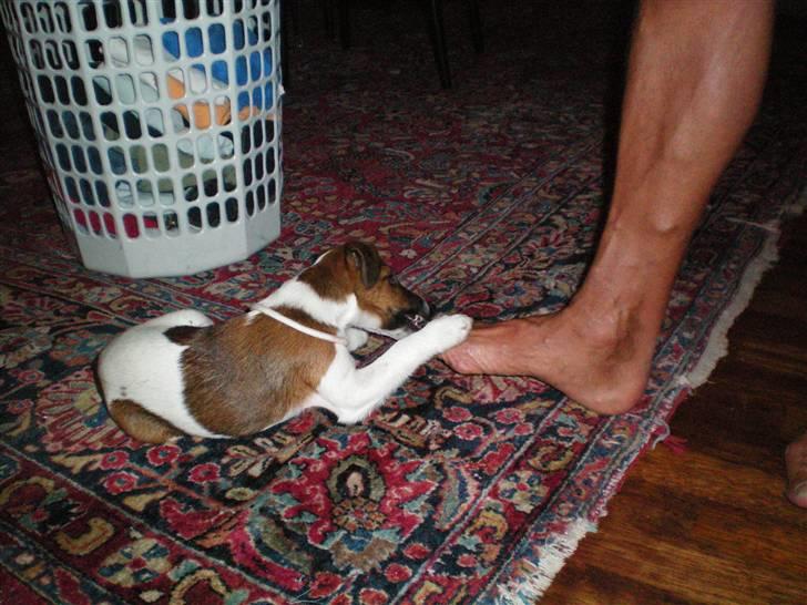 Glathåret foxterrier candy - uhm jeg elsker lakrids billede 4