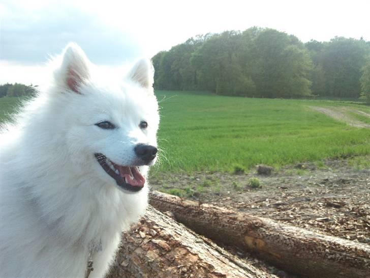 Japansk spids Balto billede 20