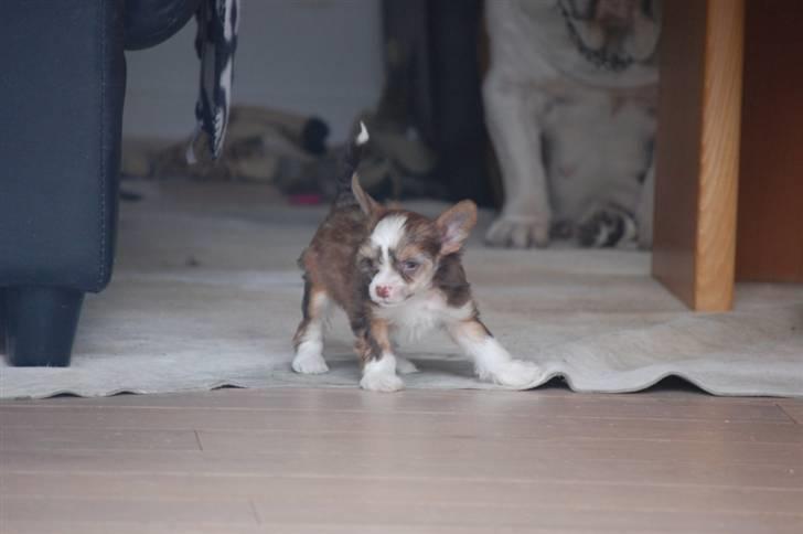 Chinese crested powder puff Cosmo billede 1