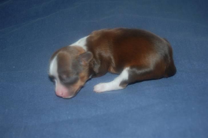 Chinese crested powder puff Cosmo billede 2