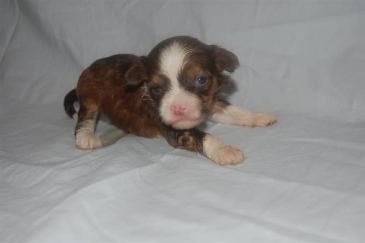 Chinese crested powder puff Cosmo billede 3