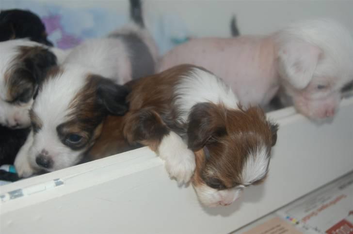 Chinese crested powder puff Cosmo billede 4