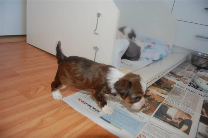 Chinese crested powder puff Cosmo billede 5