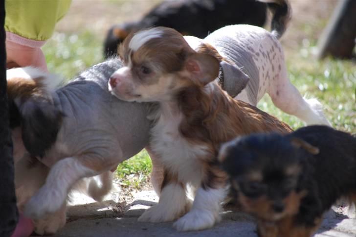 Chinese crested powder puff Cosmo billede 6