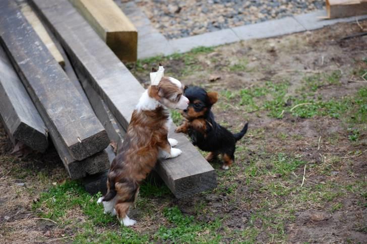 Chinese crested powder puff Cosmo billede 7