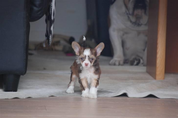 Chinese crested powder puff Cosmo billede 8