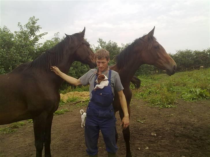 Dansk svensk gaardhund Gucci - uhh hvor er de store.. godt jeg kan gemme mig under fars overalls billede 8