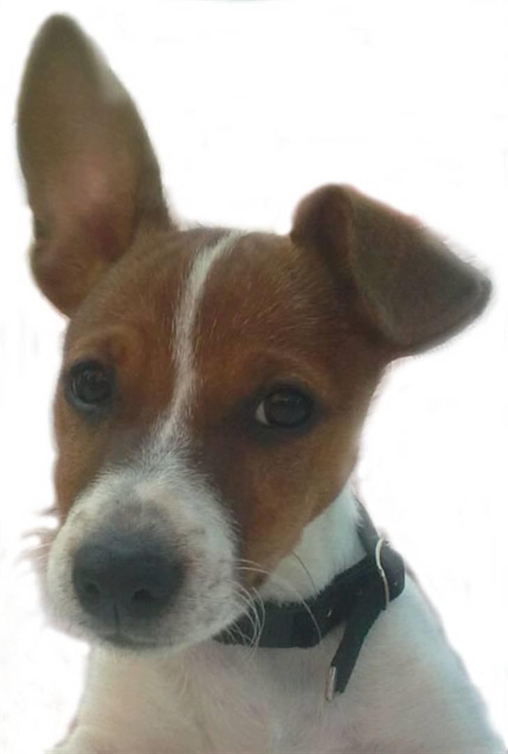 Dansk svensk gaardhund Gucci billede 9