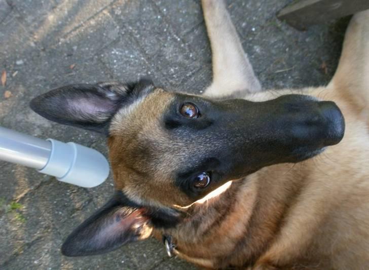 Malinois Isell's Xiff billede 16