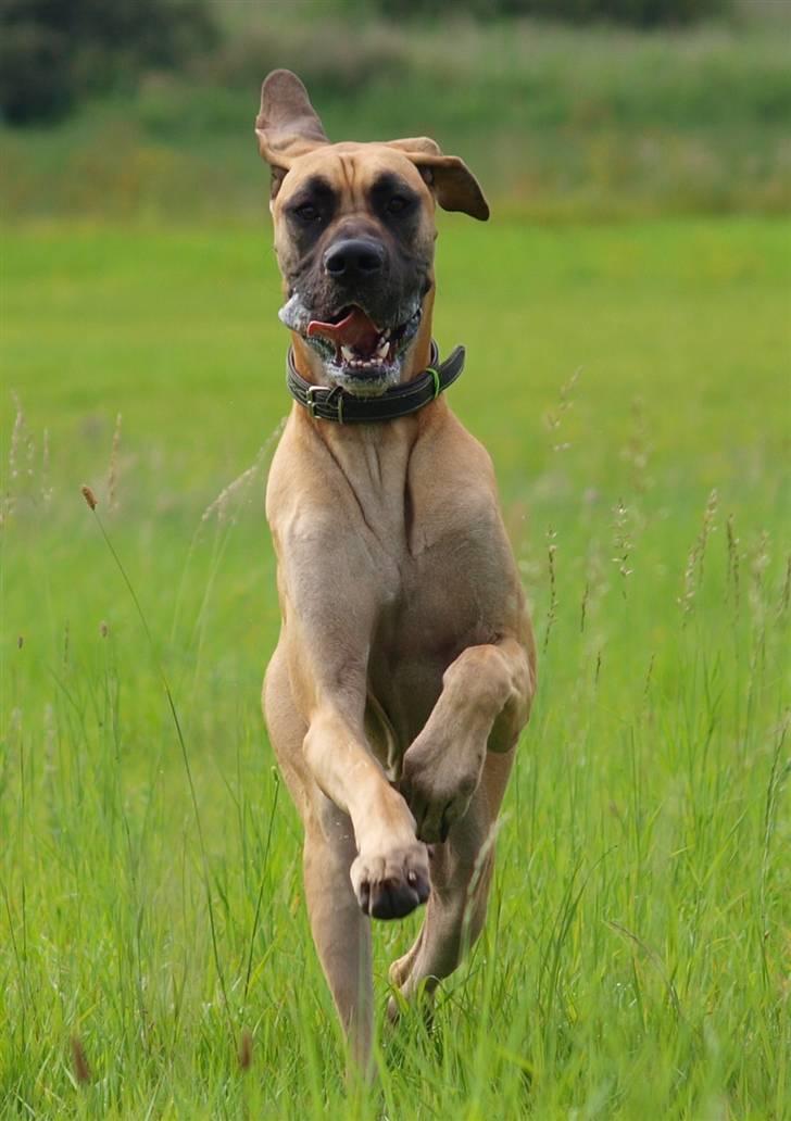 Grand danois Scooby Doo *den klareste stjerne på himlen* billede 10