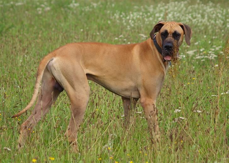 Grand danois Scooby Doo *den klareste stjerne på himlen* billede 11