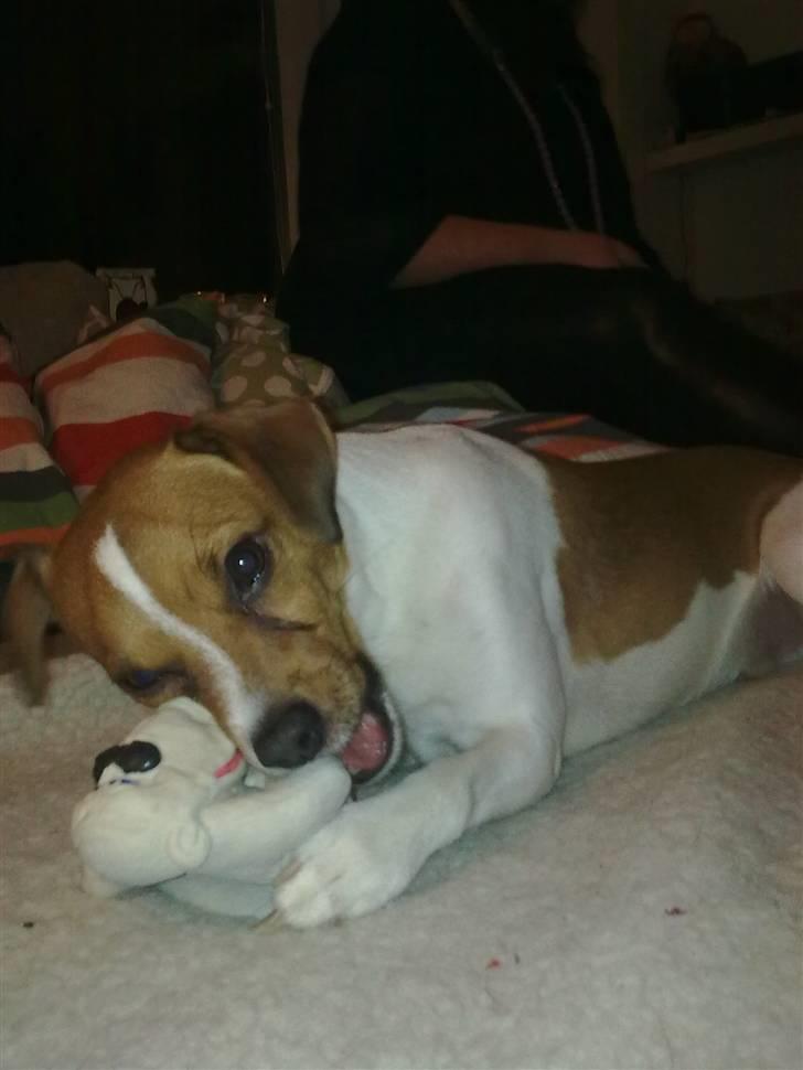 Blanding af racer Bernhard billede 6