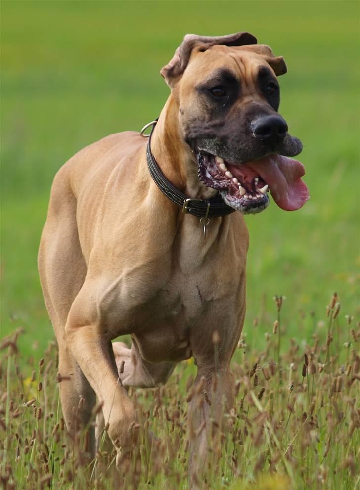 Grand danois Scooby Doo *den klareste stjerne på himlen* billede 14