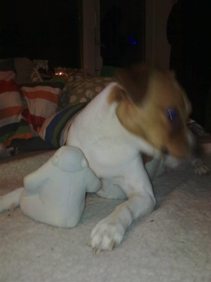 Blanding af racer Bernhard billede 7