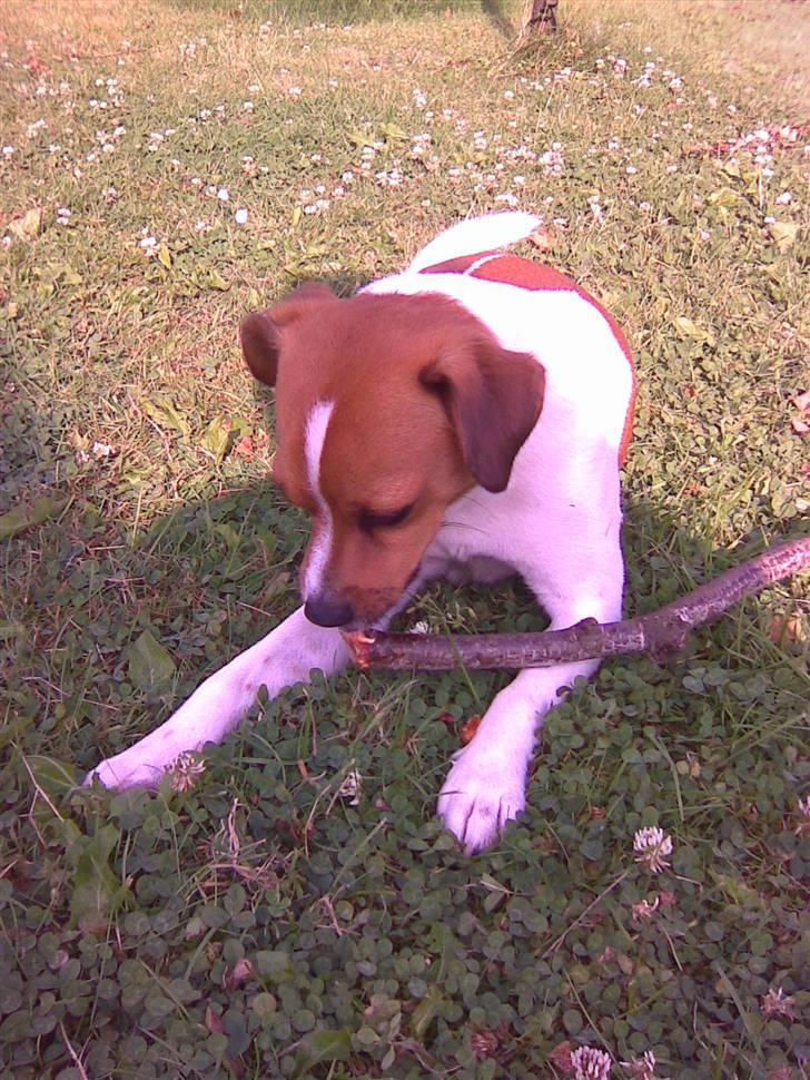 Blanding af racer Bernhard - det er bare livet at ligge i haven!  billede 8