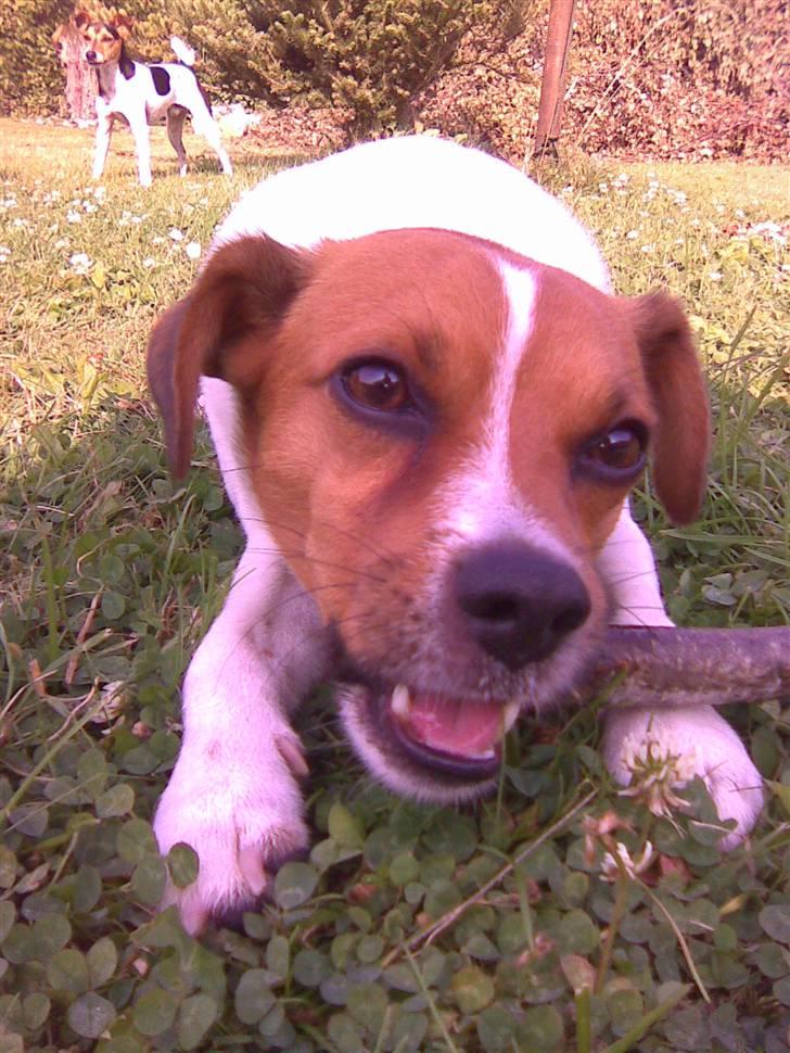 Blanding af racer Bernhard - Iiih! ikke billeder nu! billede 9